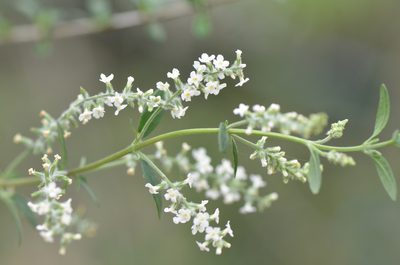 Aloysia gratissima, photographed by Center for Urban Ecology