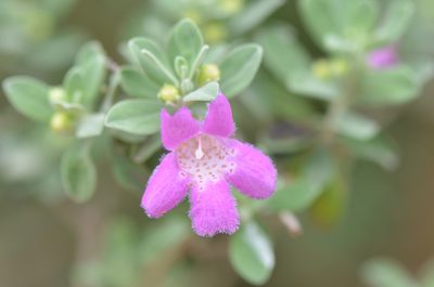 Leucophyllum frutescens, photographed by Center for Urban Ecology