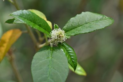 Croton cortesianus