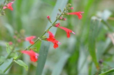 Salvia coccinea, photographed by Center for Urban Ecology