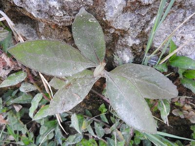 Buddleja cordata, photographed by Oscar Alejandro Morales Juárez