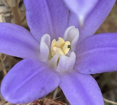 Brodiaea terrestris, photographed by Henrik Kibak