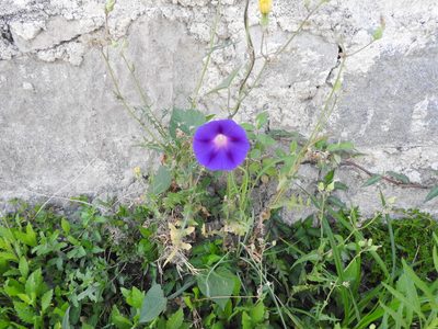 Ipomoea purpurea, photographed by Oscar Alejandro Morales Juárez