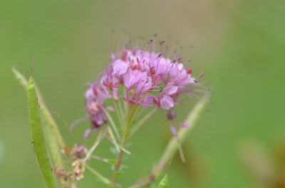 Cleome dodecandra, photographed by Center for Urban Ecology