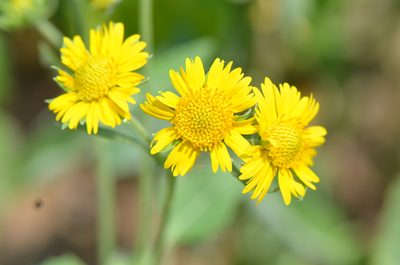 Verbesina encelioides, photographed by Center for Urban Ecology