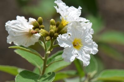 Cordia boissieri, photographed by Center for Urban Ecology