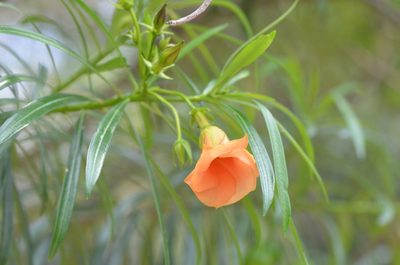 Cascabela thevetia, photographed by Center for Urban Ecology