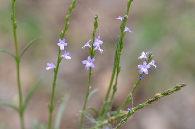 Verbena halei, photographed by Center for Urban Ecology