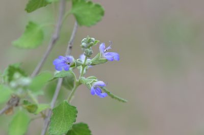 Salvia ballotiflora, photographed by Center for Urban Ecology