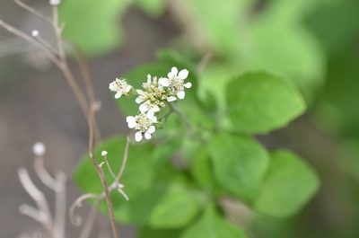 Verbesina microptera