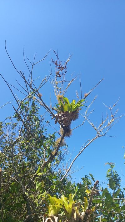 Vriesea rubroviridis, photographed by JG