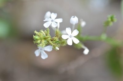 Plumbago zeylanica, photographed by Center for Urban Ecology