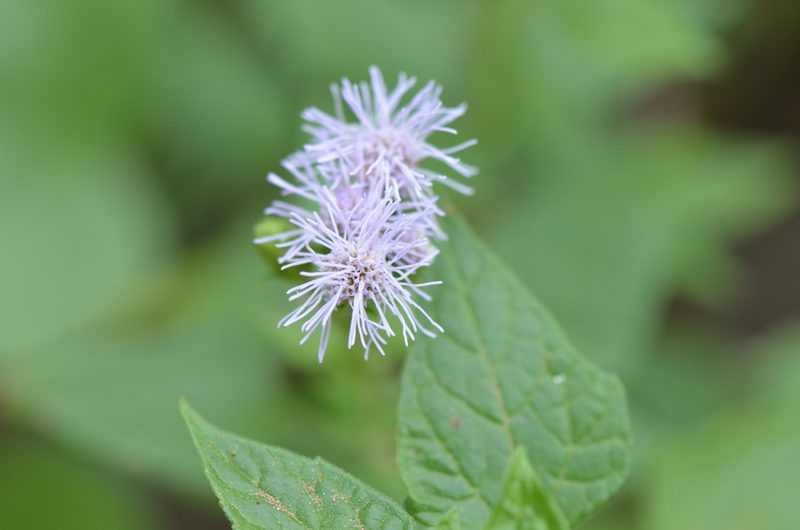 Tamaulipa azurea, photographed by Center for Urban Ecology