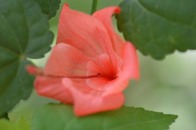 Malvaviscus arboreus, photographed by Center for Urban Ecology