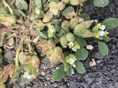 Tripodion tetraphyllum, photographed by Andre Hosper