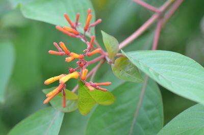 Hamelia patens, photographed by Center for Urban Ecology