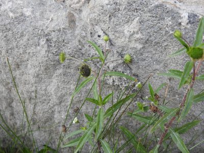 Eclipta prostrata, photographed by Oscar Alejandro Morales Juárez