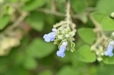 Salvia ballotiflora, photographed by Center for Urban Ecology