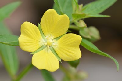 Ludwigia octovalvis, photographed by Center for Urban Ecology