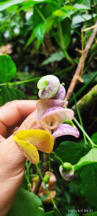 Cochliasanthus caracalla, photographed by Floro Ortiz Contreras