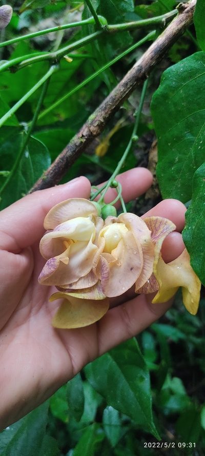 Cochliasanthus caracalla, photographed by Floro Ortiz Contreras