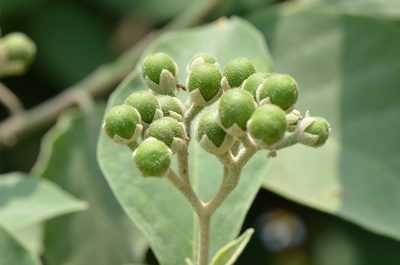 Solanum erianthum, photographed by Center for Urban Ecology