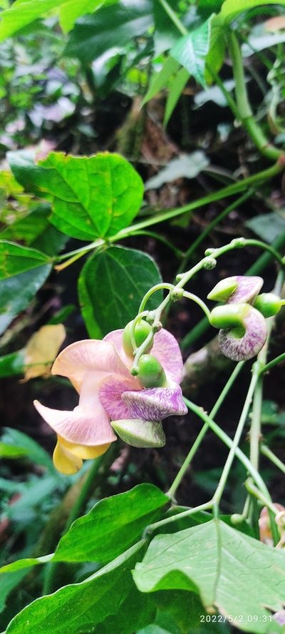 Cochliasanthus caracalla, photographed by Floro Ortiz Contreras
