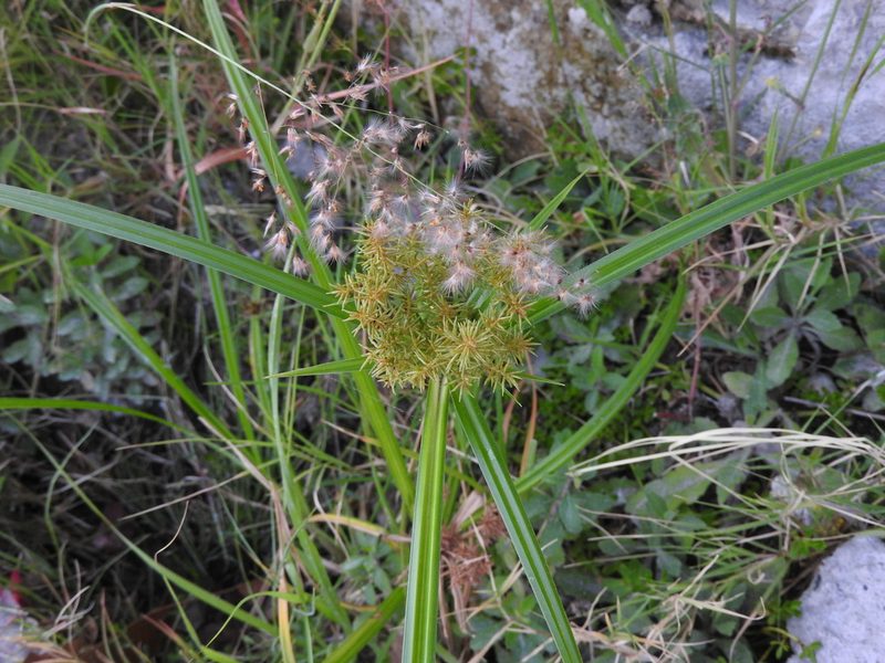 Cyperus strigosus, photographed by Oscar Alejandro Morales Juárez