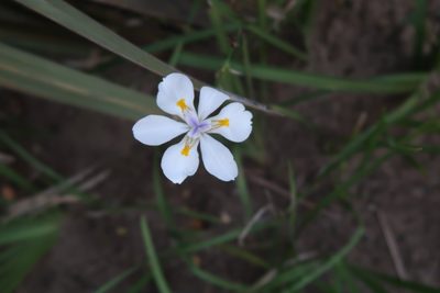Dietes iridioides, photographed by Presha Soogrim