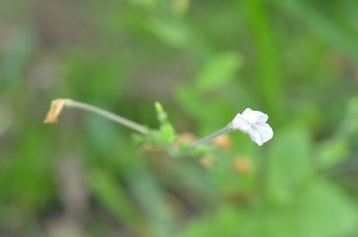 Nicotiana repanda, photographed by Center for Urban Ecology