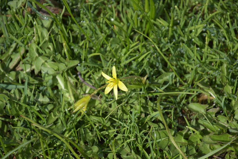 Gagea fragifera, photographed by Felicia Seichter