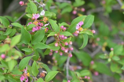 Malpighia glabra, photographed by Center for Urban Ecology