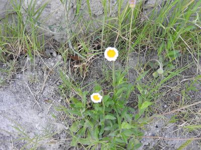 Erigeron longipes, photographed by Oscar Alejandro Morales Juárez
