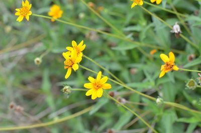 Wedelia hispida, photographed by Center for Urban Ecology