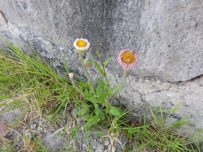 Erigeron longipes, photographed by Oscar Alejandro Morales Juárez