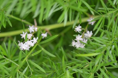 Asparagus aethiopicus, photographed by Center for Urban Ecology