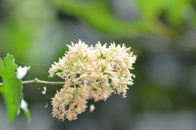 Amyris texana, photographed by Center for Urban Ecology