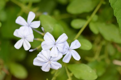 Plumbago auriculata, photographed by Center for Urban Ecology