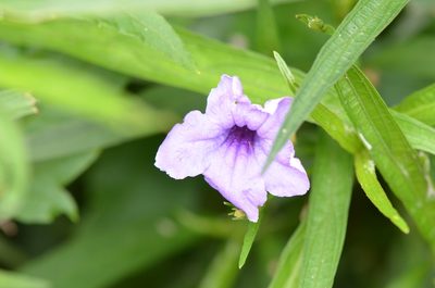 Ruellia simplex, photographed by Center for Urban Ecology