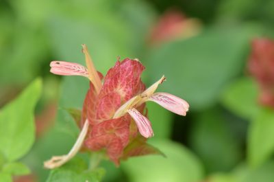 Justicia brandegeeana, photographed by Center for Urban Ecology