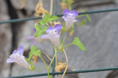 Maurandella antirrhiniflora, photographed by Center for Urban Ecology
