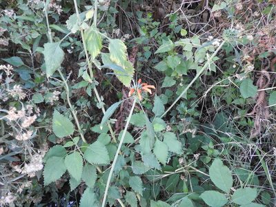 Leonotis nepetifolia, photographed by Oscar Alejandro Morales Juárez