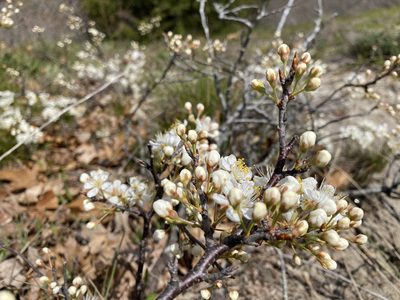 Prunus maritima, photographed by Mica Low