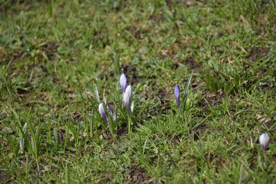 Crocus vernus, photographed by Felicia Seichter
