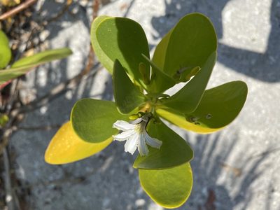Scaevola plumieri, photographed by sarah caitlin williams