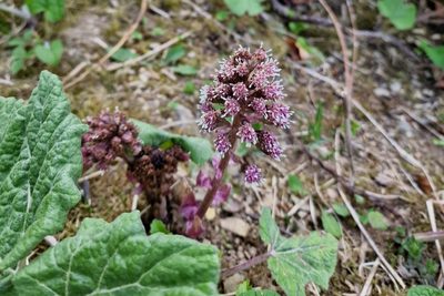 Petasites hybridus, photographed by Joe Carmichael