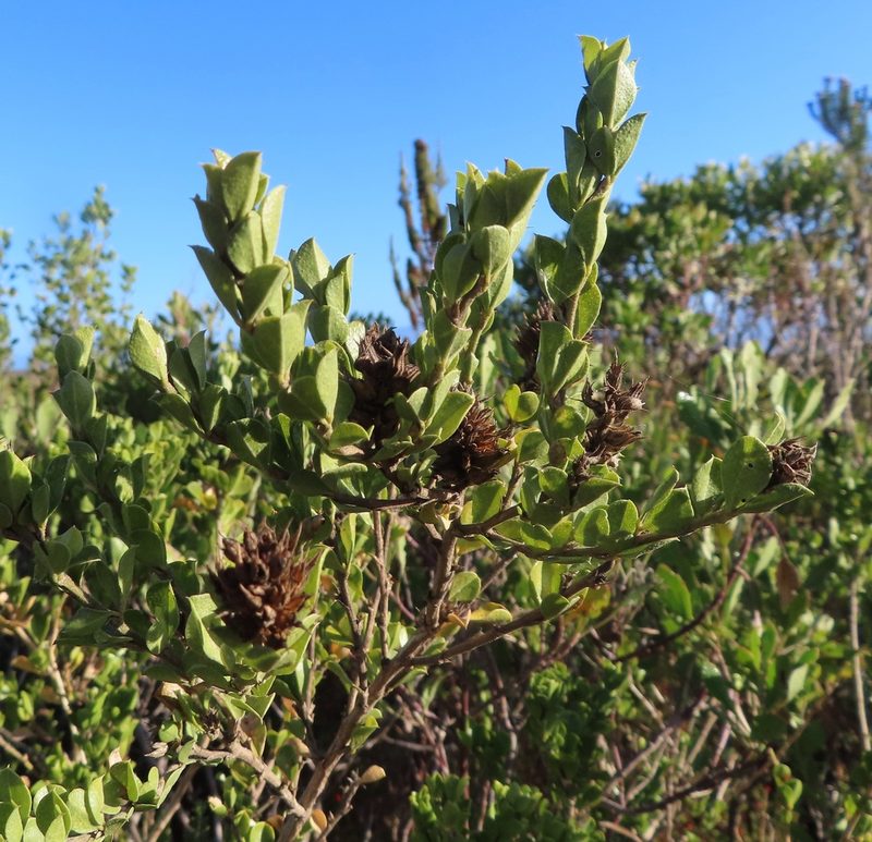 Psoralea bracteolata, photographed by linkie