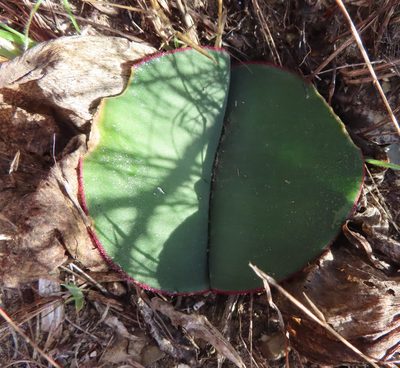 Haemanthus sanguineus, photographed by linkie
