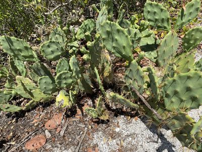 Opuntia stricta, photographed by sarah caitlin williams