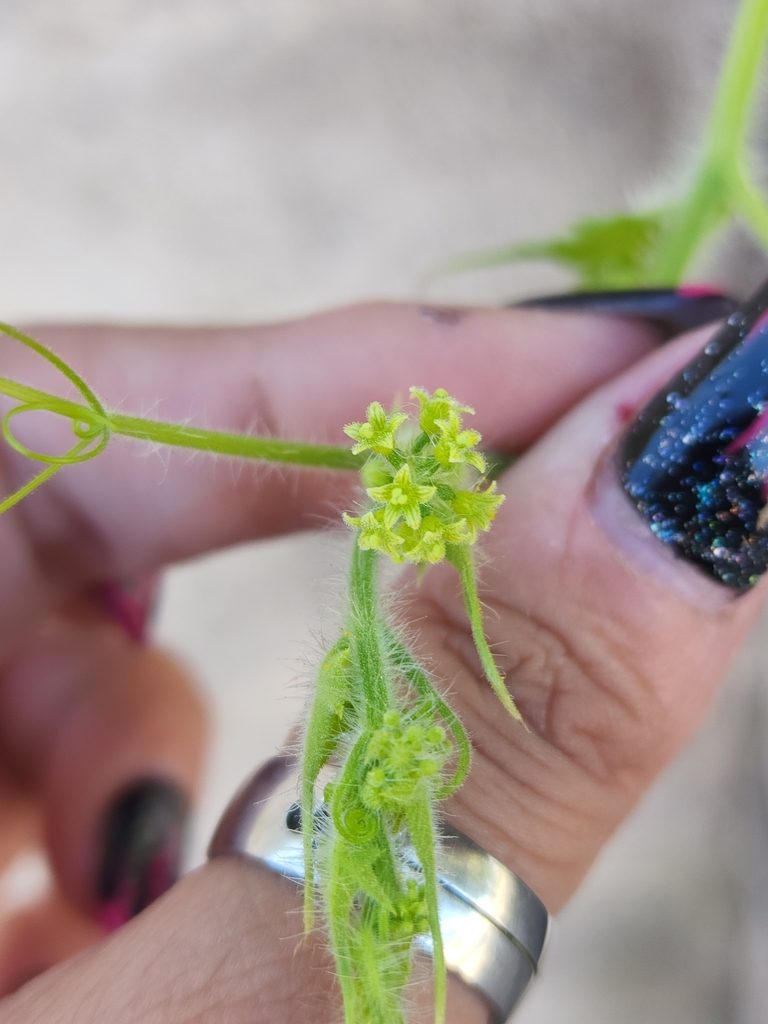 Sicyos malvifolius, photographed by Sol Quipildor